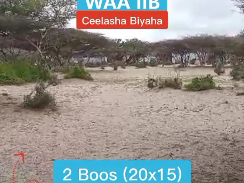 2 Boos - Arbacow Ayuu Udhowyahay